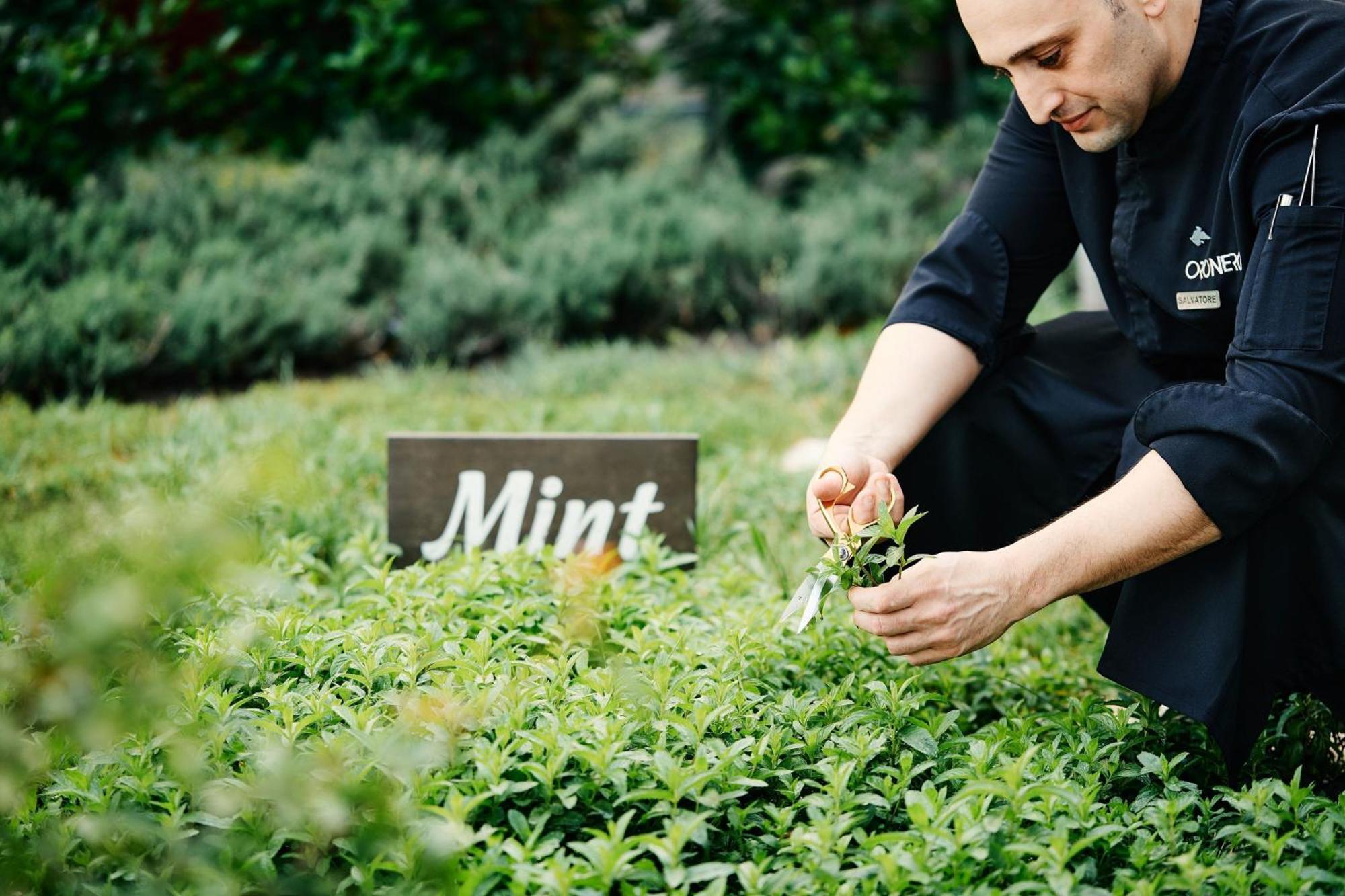 Jw Marriott Absheron Baku Hotel Екстериор снимка Mint being harvested